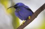 Trinidad2005 - 017 * Purple Honeycreeper.